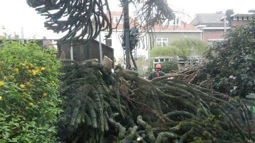 Bomen rooien Zoutelande